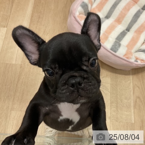 フレンチ・ブルドッグの写真