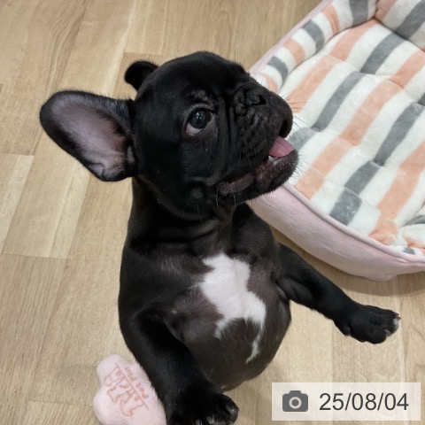 フレンチ・ブルドッグの写真