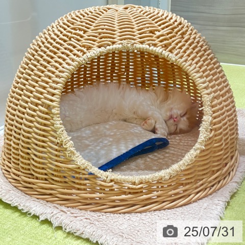 スコティッシュフォールドの写真