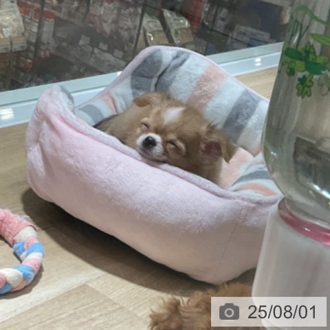 チワワの写真