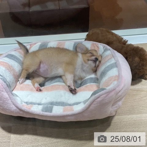 チワワの写真