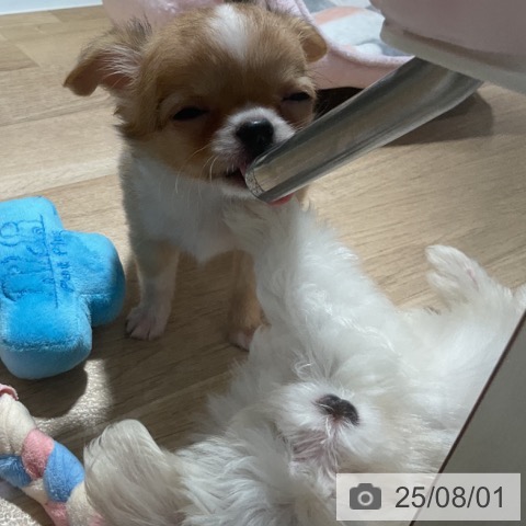チワワの写真