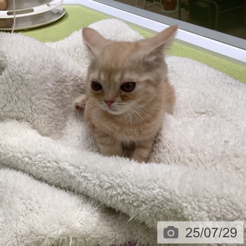マンチカンの写真