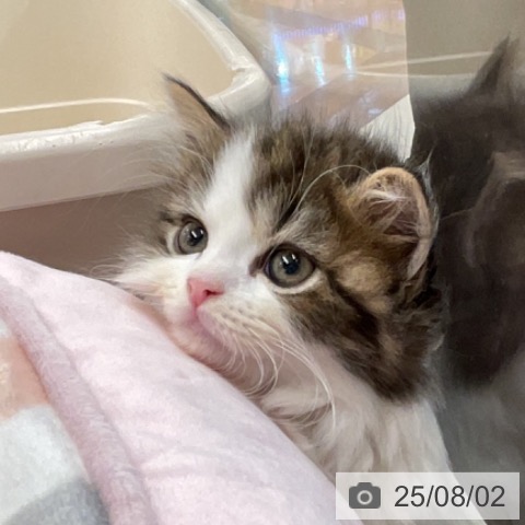 スコティッシュフォールドの写真