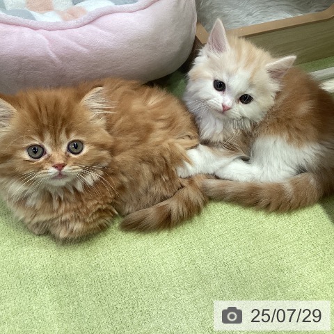 スコティッシュフォールドの写真
