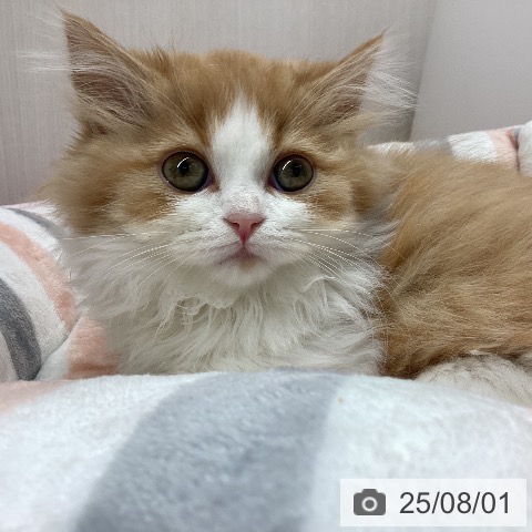 マンチカンの写真