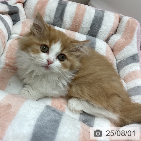 マンチカンの写真