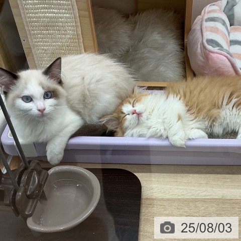 マンチカンの写真