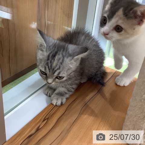 マンチカンの写真