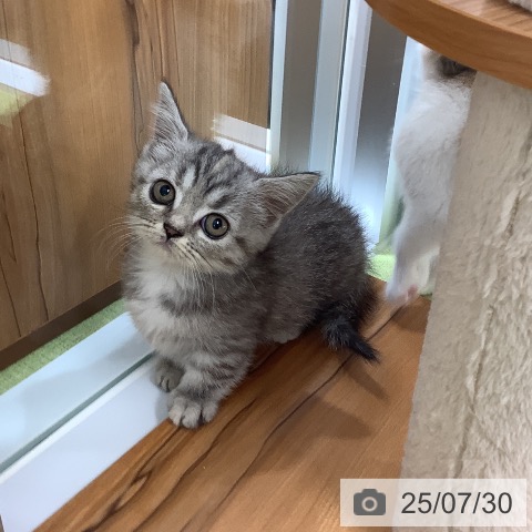 マンチカンの写真