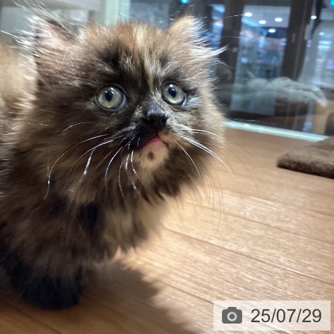 マンチカンの写真