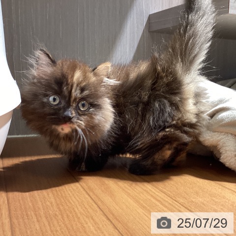 マンチカンの写真