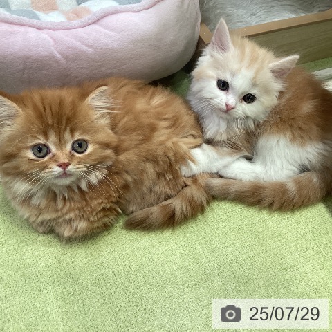 ミヌエットの写真