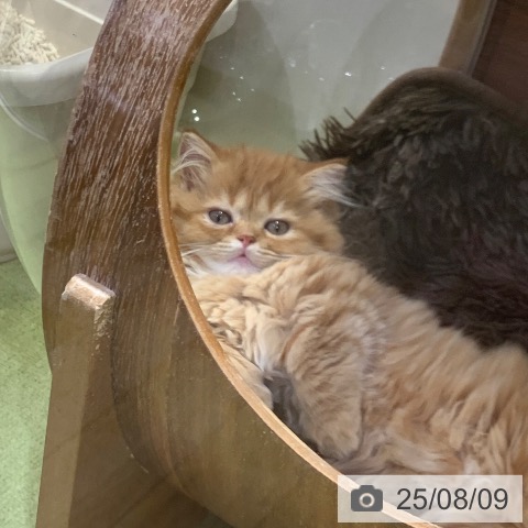 ミヌエットの写真