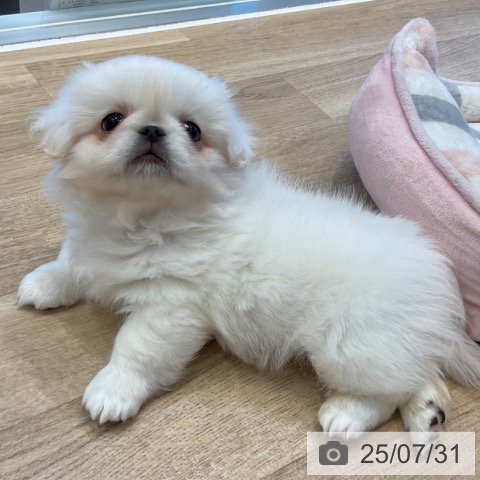 ペキニーズの写真