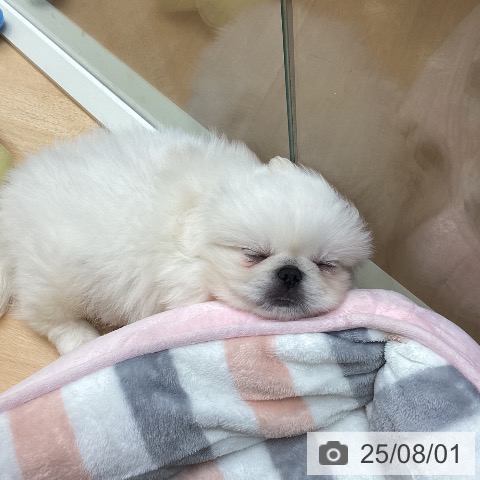 ペキニーズの写真
