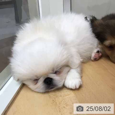 ペキニーズの写真