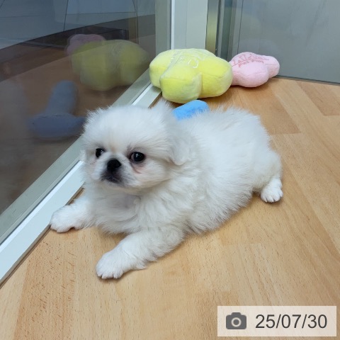 ペキニーズの写真