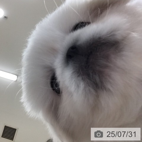 ペキニーズの写真