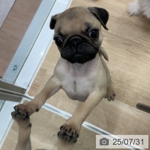 パグの写真