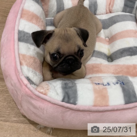 パグの写真