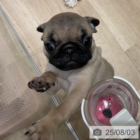 パグの写真