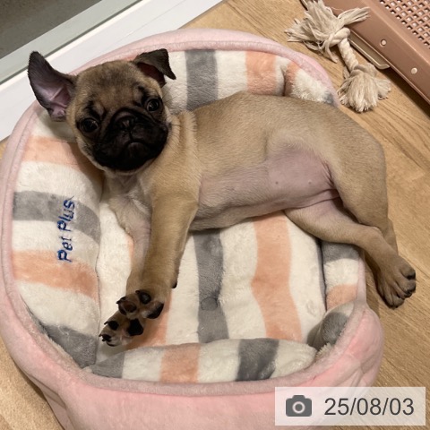 パグの写真