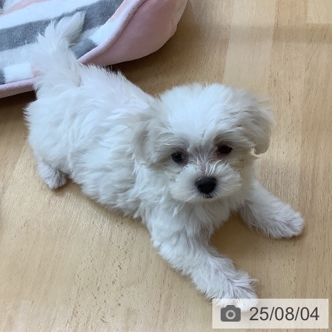 マルチーズの写真