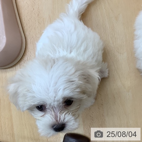 マルチーズの写真