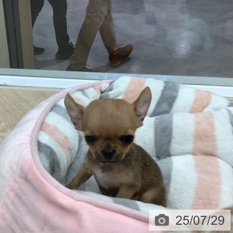 チワワの写真