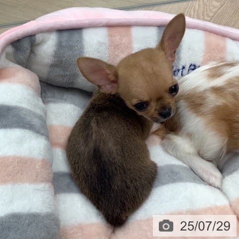 チワワの写真