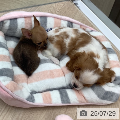 チワワの写真