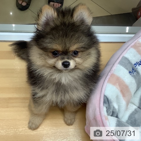 ポメラニアンの写真