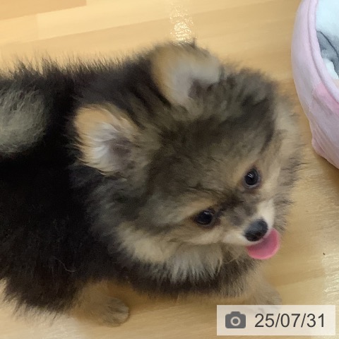 ポメラニアンの写真