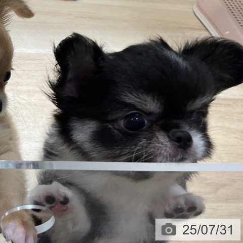 チワワの写真