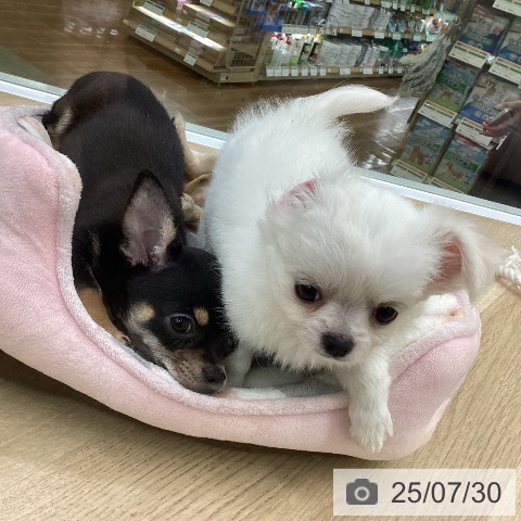 チワワの写真