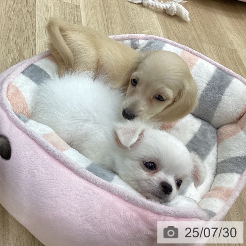 チワワの写真