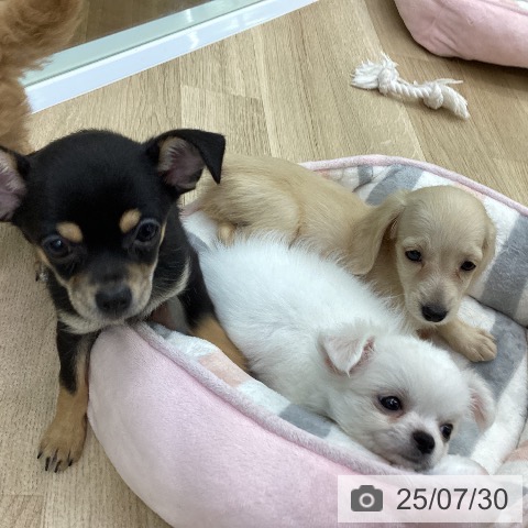 チワワの写真