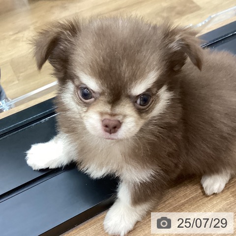 チワワの写真