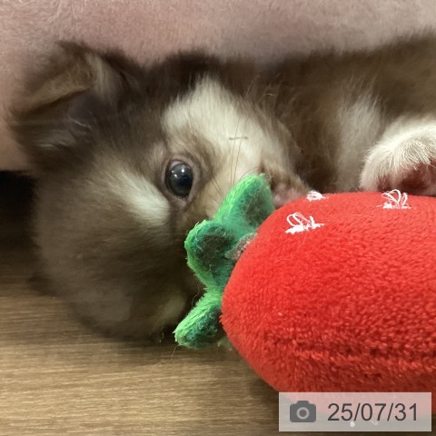チワワの写真