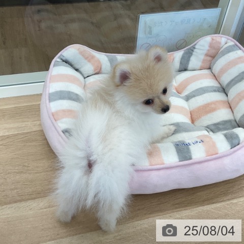ポメラニアンの写真