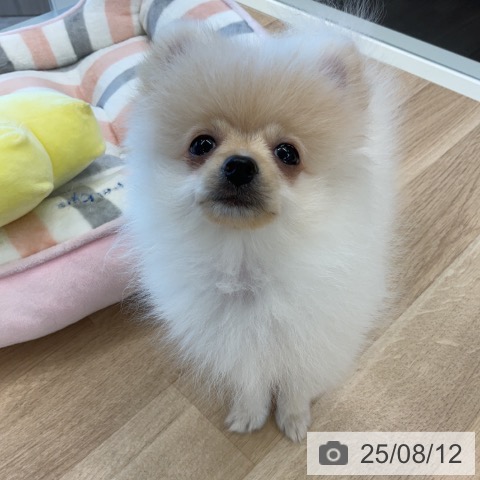 ポメラニアンの写真