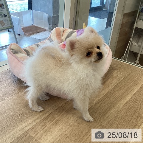 ポメラニアンの写真