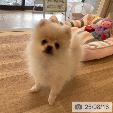 ポメラニアンの写真