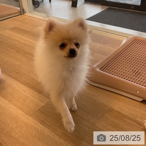 ポメラニアンの写真