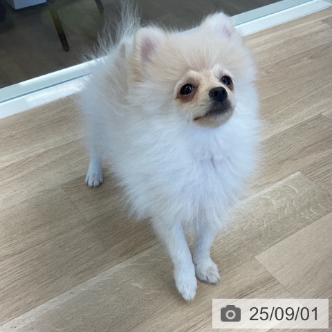 ポメラニアンの写真