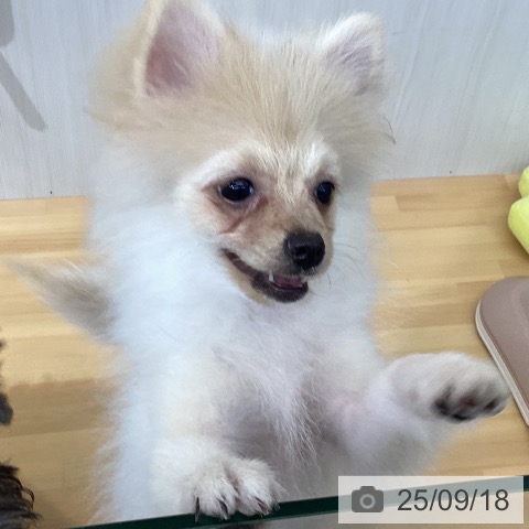 ポメラニアンの写真