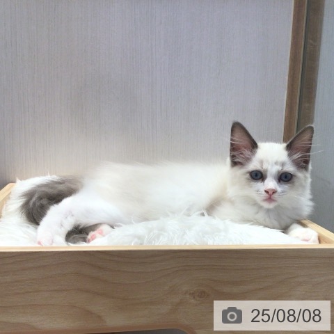 ラグドールの写真
