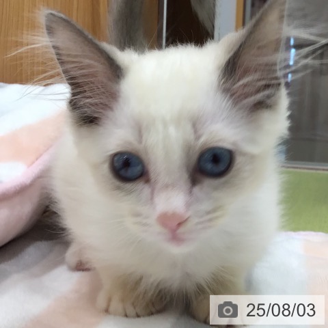 ラグドールの写真
