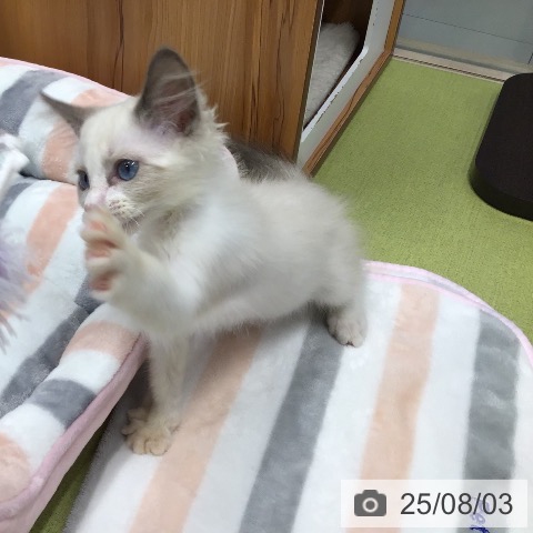 ラグドールの写真